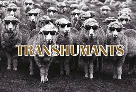 transhumants